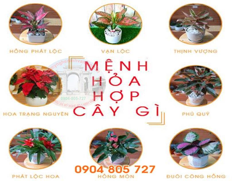 Mệnh hỏa trồng cây gì