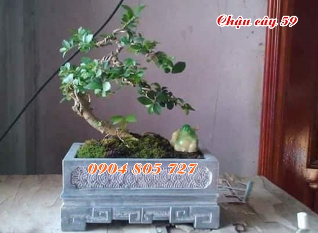 Ang chậu cảnh đẹp 59