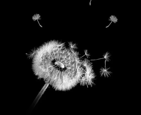 Avatar Để Tang Hình Hoa Bồ Công Anh Trắng