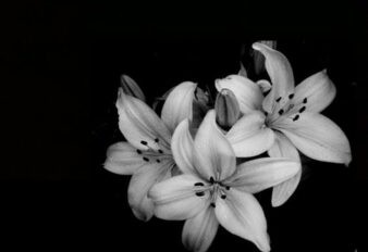 Avatar Để Tang Hình Hoa Ly Trắng Đen