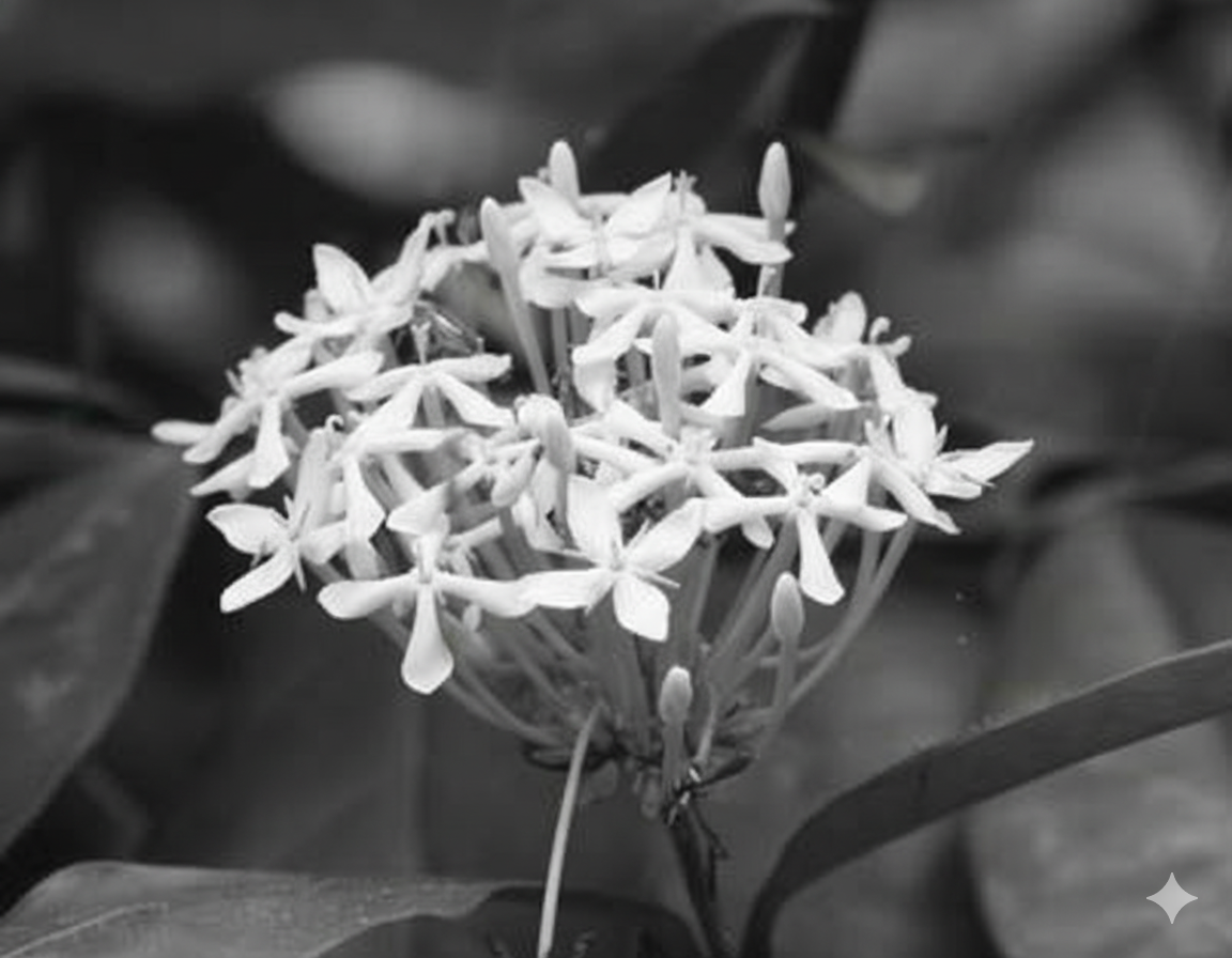 Avatar Để Tang Hình Hoa Mẫu Đơn Trắng